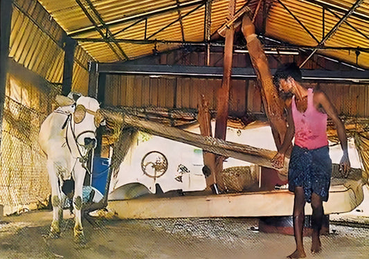 Traditional oil grinding machine comes back to Krishna district